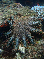 Acanthaster