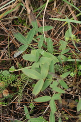 Trifolium alpestre