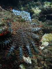 Acanthaster
