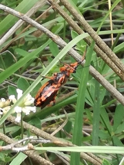 Rhynocoris