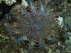 Acanthaster