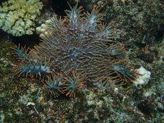 Acanthaster