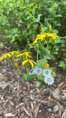 Senecio velleioides