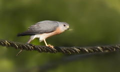 Accipiter brevipes