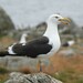 Continental Lesser Black-backed Gull - Photo (c) Valia Pavlou, some rights reserved (CC BY-NC), uploaded by Valia Pavlou