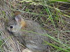 Sylvilagus nuttallii