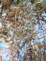 Bocconia arborea