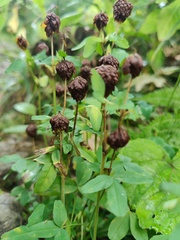 Trifolium badium