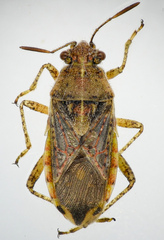 Arhyssus barberi