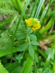 Trifolium badium