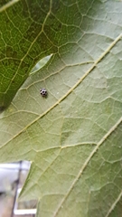 Psyllobora picta