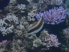 Heniochus chrysostomus