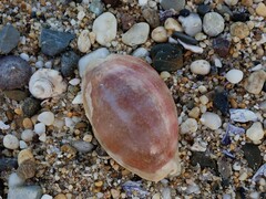 Lyncina leviathan titan