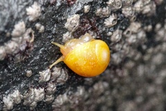 Littorina obtusata