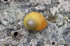 Littorina obtusata
