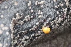 Littorina obtusata