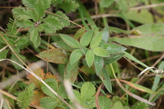 Trifolium medium