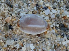 Staphylaea staphylaea