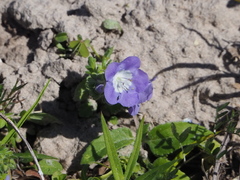 Phacelia patuliflora
