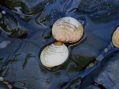 Nerita plicata