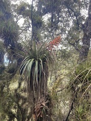 Tillandsia bourgaei