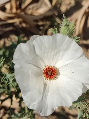 Argemone platyceras