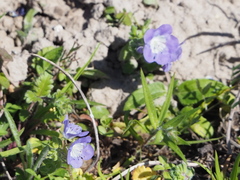 Phacelia patuliflora