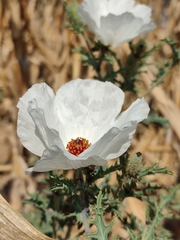 Argemone platyceras