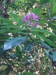 Fuchsia paniculata
