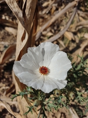 Argemone platyceras