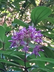 Fuchsia paniculata