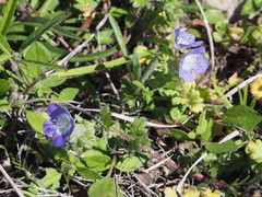 Phacelia patuliflora