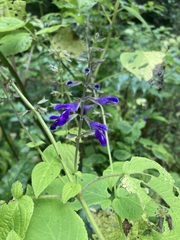 Salvia carnea