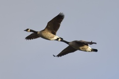 Branta canadensis