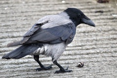 Corvus cornix