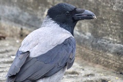 Corvus cornix