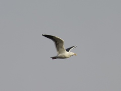 Larus occidentalis
