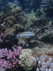 Parupeneus barberinus