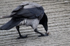 Corvus cornix
