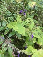 Salvia carnea