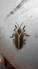 Mecistomela marginata