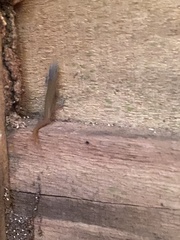 Sphaerodactylus