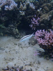 Parupeneus barberinus