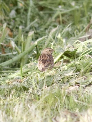 Passerculus sandwichensis