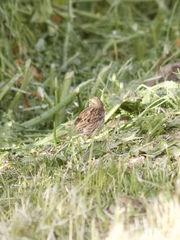 Passerculus sandwichensis