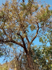 Bocconia arborea