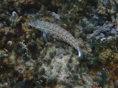 Parapercis clathrata