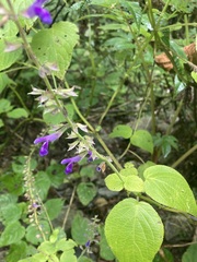 Salvia carnea