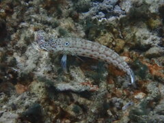 Parapercis clathrata