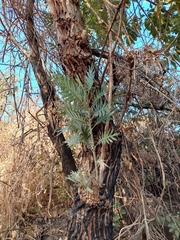Bocconia arborea